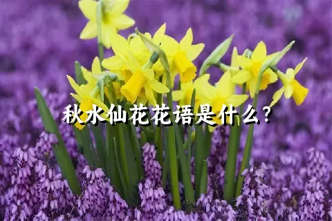 秋水仙花花语是什么？