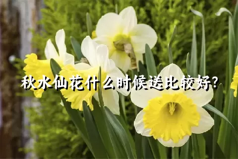 秋水仙花什么时候送比较好？