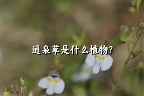 通泉草是什么植物？