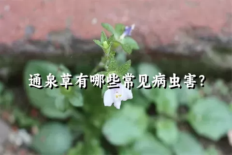 通泉草有哪些常见病虫害？