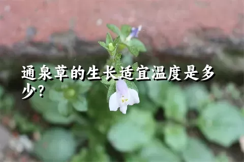 通泉草的生长适宜温度是多少？