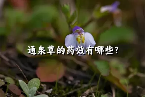 通泉草的药效有哪些？