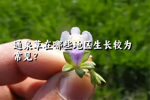 通泉草在哪些地区生长较为常见？