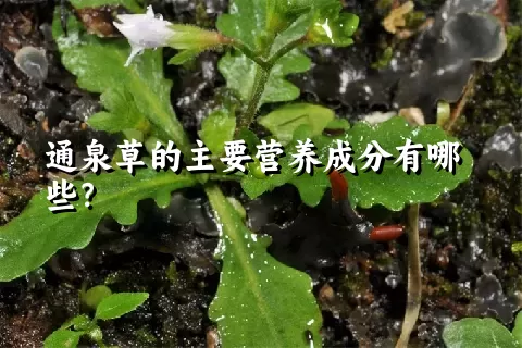 通泉草的主要营养成分有哪些？