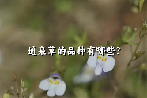 通泉草的品种有哪些？