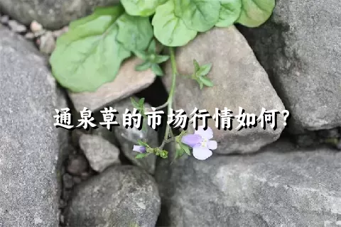 通泉草的市场行情如何？