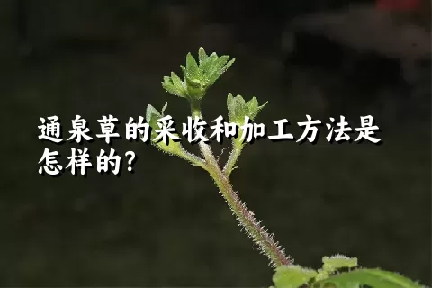 通泉草的采收和加工方法是怎样的？