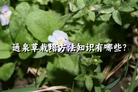 通泉草栽培方法知识有哪些？