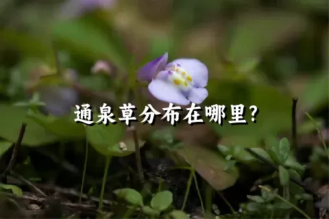 通泉草分布在哪里?