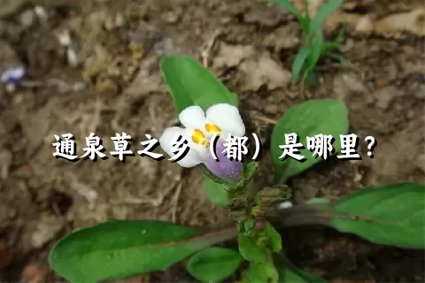 通泉草之乡（都）是哪里？