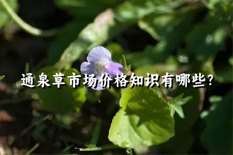 通泉草市场价格知识有哪些？