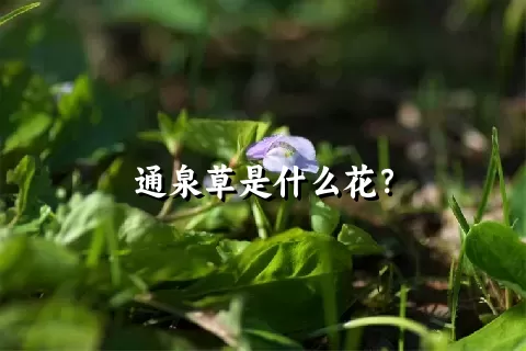 通泉草是什么花？