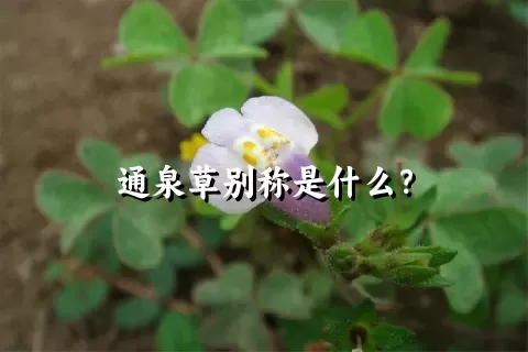 通泉草别称是什么？