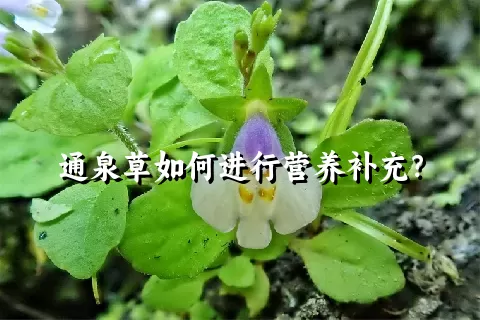 通泉草如何进行营养补充？