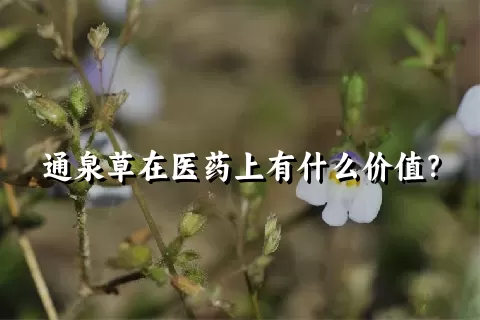 通泉草在医药上有什么价值？