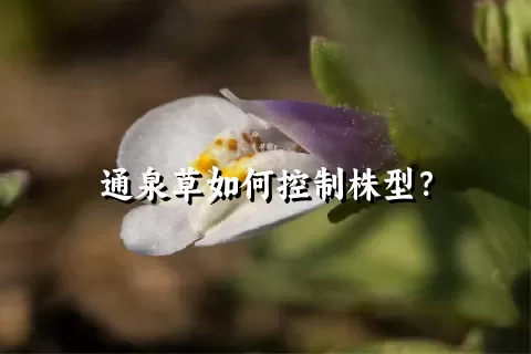 通泉草如何控制株型？