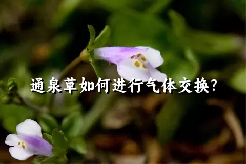 通泉草如何进行气体交换？