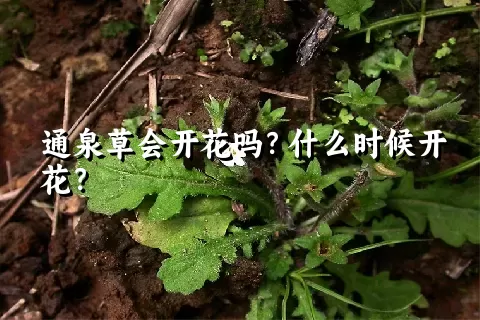 通泉草会开花吗？什么时候开花？