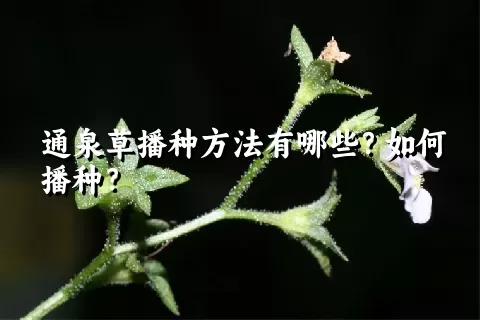 通泉草播种方法有哪些？如何播种？