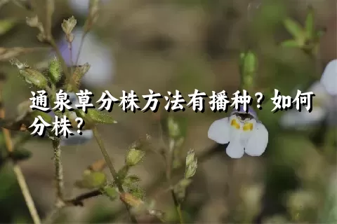 通泉草分株方法有播种？如何分株？