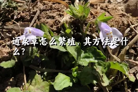 通泉草怎么繁殖，其方法是什么？