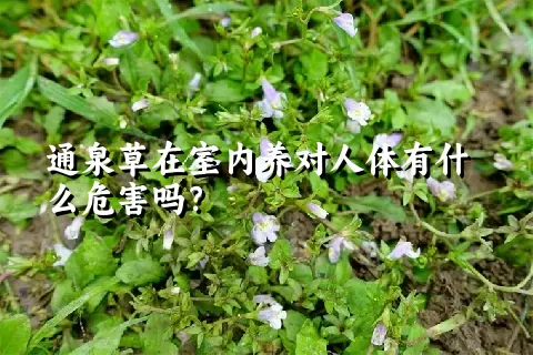 通泉草在室内养对人体有什么危害吗？