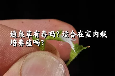 通泉草有毒吗？适合在室内栽培养殖吗？