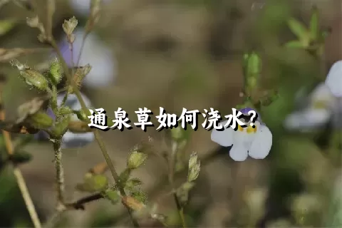 通泉草如何浇水？