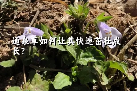 通泉草如何让其快速茁壮成长？