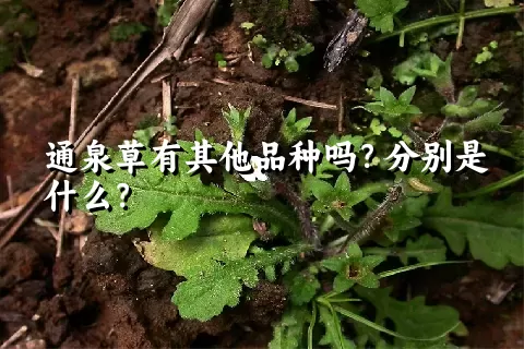 通泉草有其他品种吗？分别是什么？