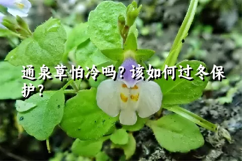 通泉草怕冷吗？该如何过冬保护？