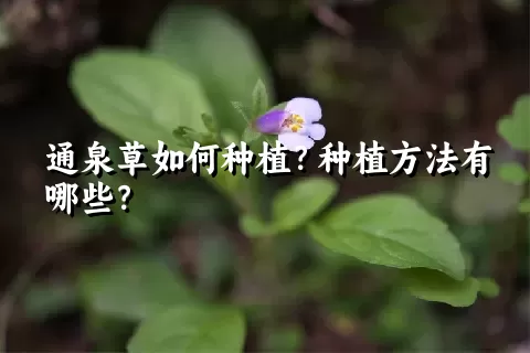 通泉草如何种植？种植方法有哪些？