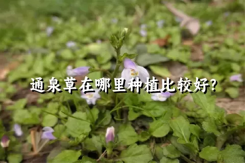 通泉草在哪里种植比较好？