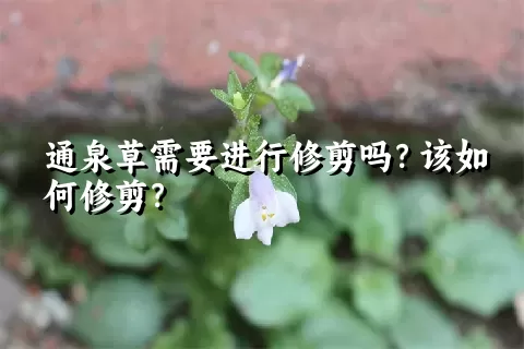 通泉草需要进行修剪吗？该如何修剪？