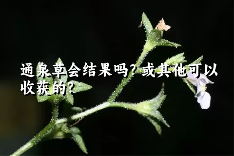 通泉草会结果吗？或其他可以收获的？