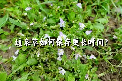 通泉草如何保存更长时间？