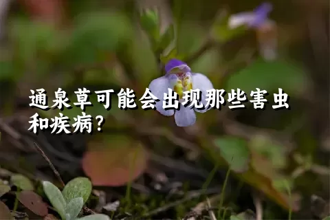 通泉草可能会出现那些害虫和疾病？