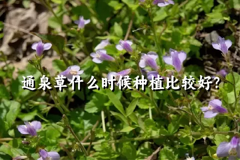 通泉草什么时候种植比较好？