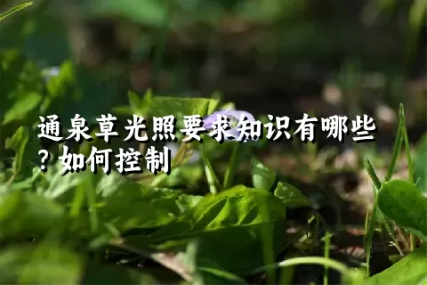 通泉草光照要求知识有哪些？如何控制