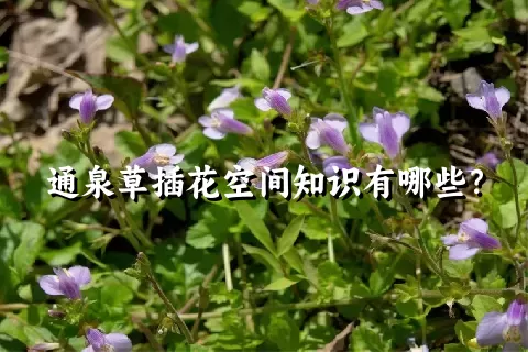 通泉草插花空间知识有哪些？