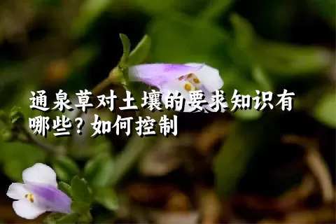 通泉草对土壤的要求知识有哪些？如何控制