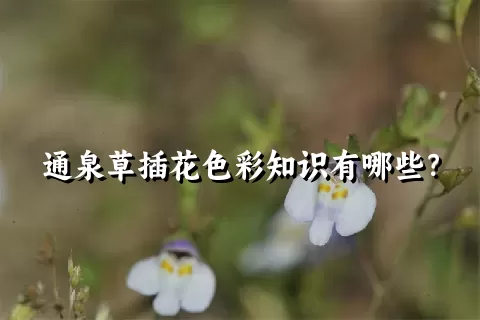 通泉草插花色彩知识有哪些？