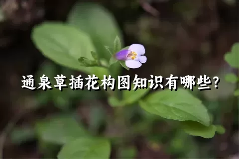 通泉草插花构图知识有哪些？