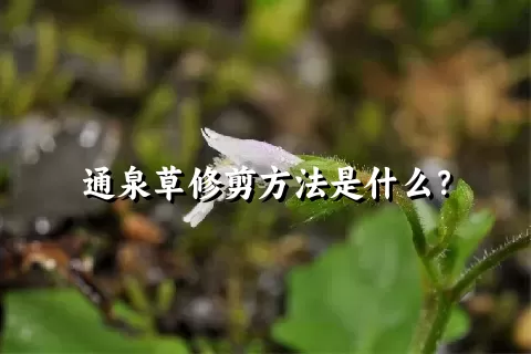 通泉草修剪方法是什么？