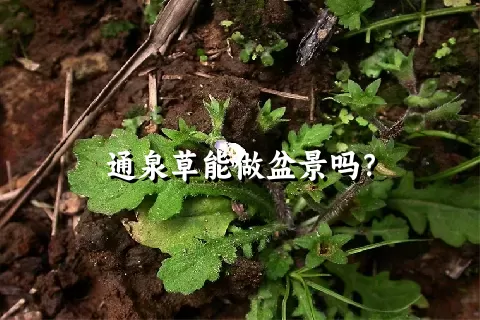 通泉草能做盆景吗？