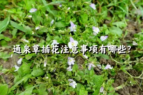 通泉草插花注意事项有哪些？