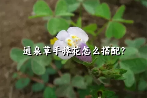 通泉草手捧花怎么搭配？