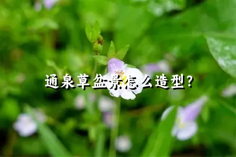 通泉草盆景怎么造型？