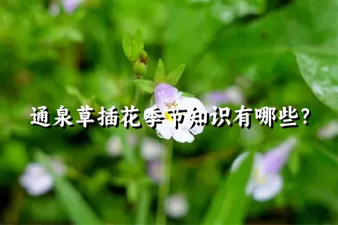 通泉草插花季节知识有哪些？