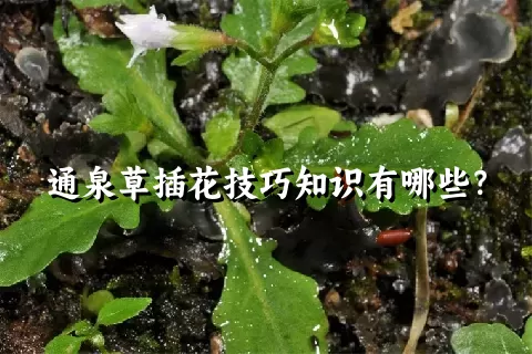 通泉草插花技巧知识有哪些？